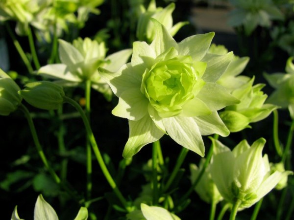 Weiss gefülltblühende Akelei - Aquilegia vulgaris ‘White Barlow’