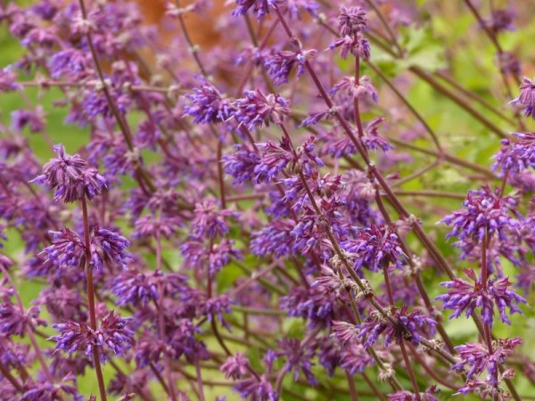 Quirlblütiger Salbei - Salvia verticillata ´Purple Rain`