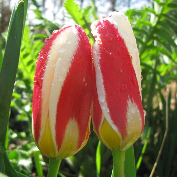 Tulpe The First