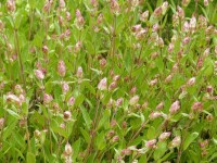 Gewürz-Salbei - Salvia officinalis Gewürz-Salbei - Salvia officinalis