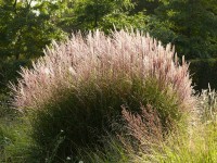 Chinaschilf – Miscanthus sinensis ‘Kleine Silberspinne‘ Chinaschilf – Miscanthus sinensis ‘Kleine Silberspinne‘