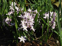 Chionodoxa Pink Giant Chionodoxa Pink Giant