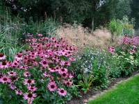 Sonnenhut, Echinacea 'Rubinstern' Sonnenhut, Echinacea 'Rubinstern'