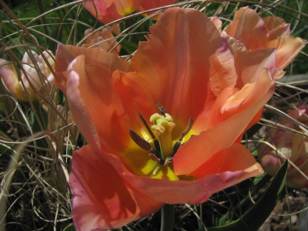 Tulpe Artist